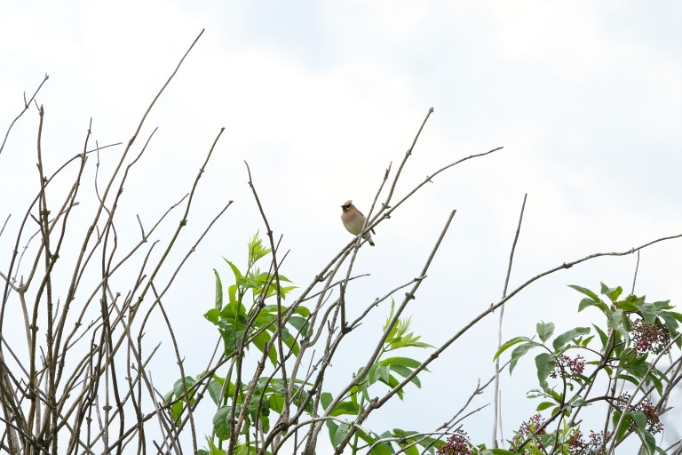 bird