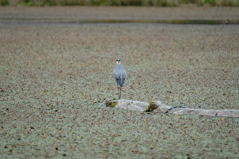 Heron