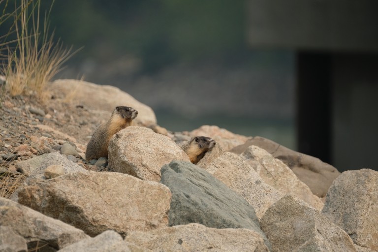 Marmots
