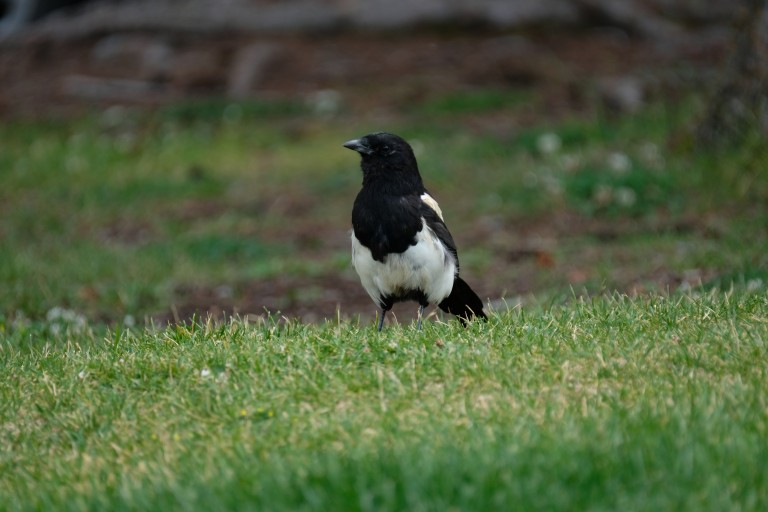 Magpie