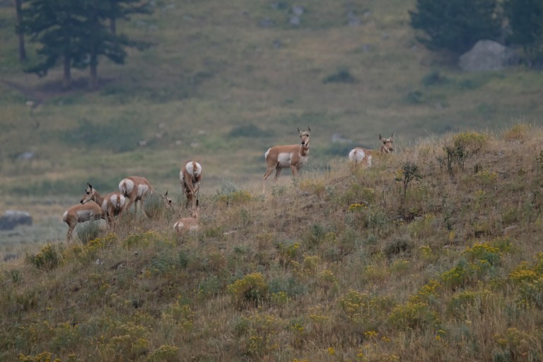 Pronghorn