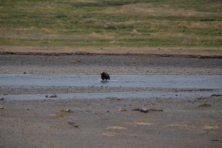 Bison