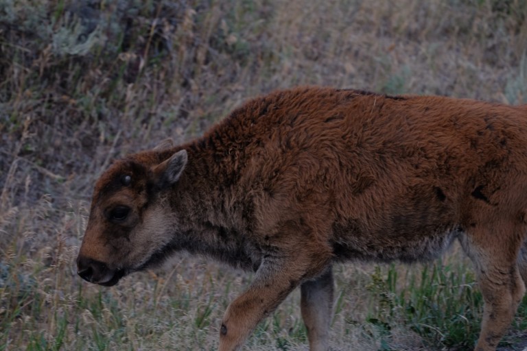 Bison