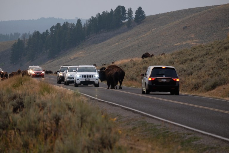 Bison