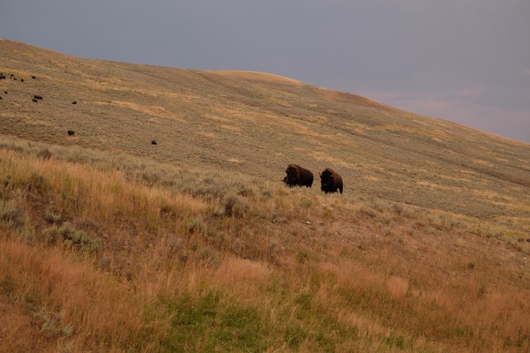 Bison