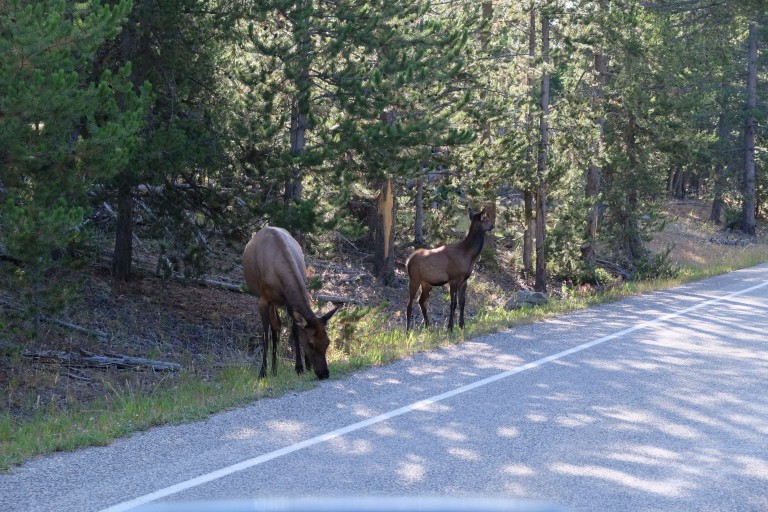 Elk