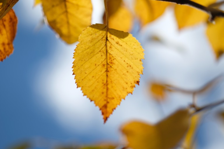 Leaf