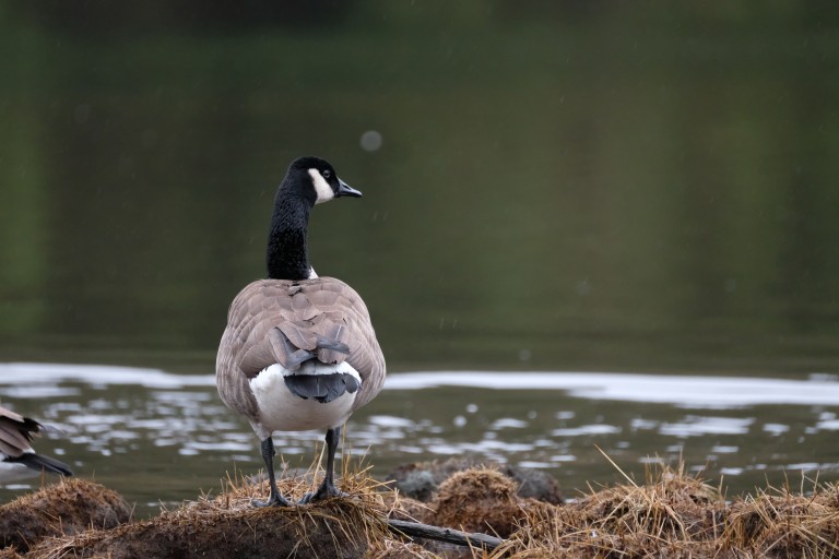 Canada Goose