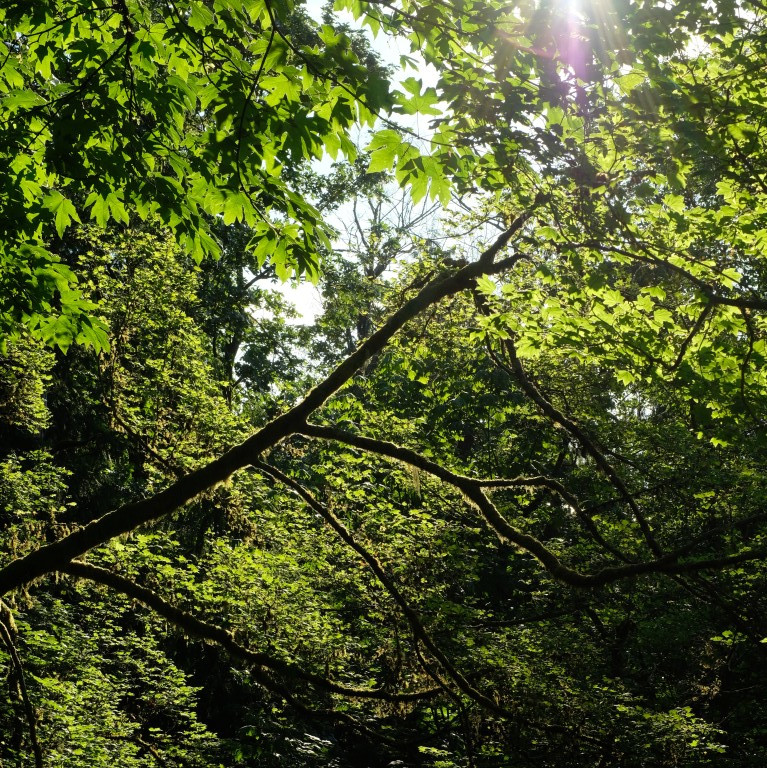 Burnaby Mountain