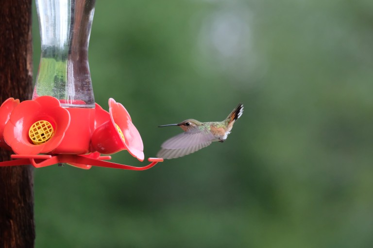 Hummingbird
