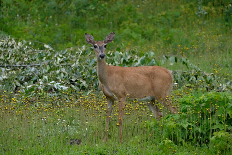 Deer