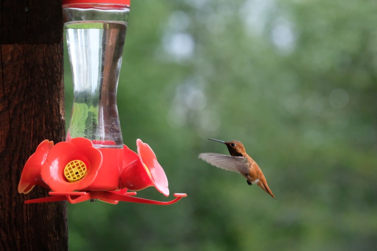 Hummingbird