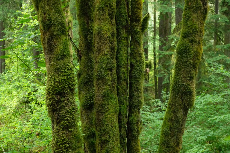 Moss