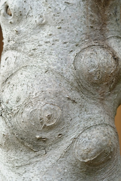 Bark #1
