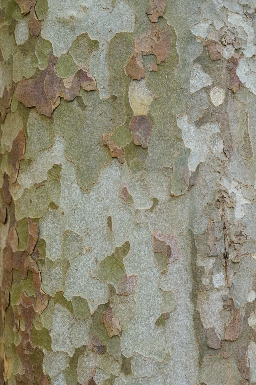 Bark #2