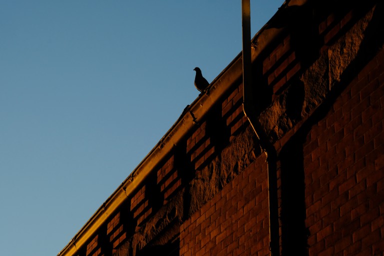 Bird at Sunrise