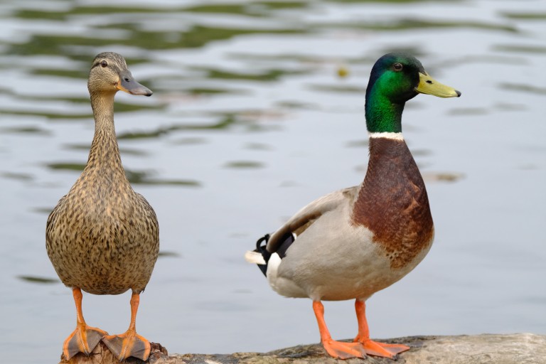 Birds