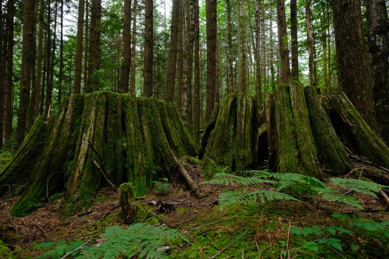 Stumps