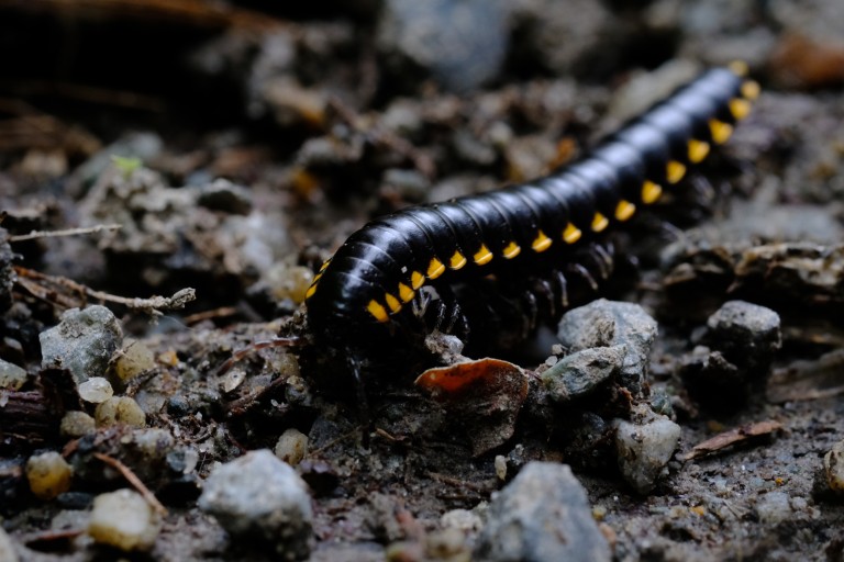 Caterpillar