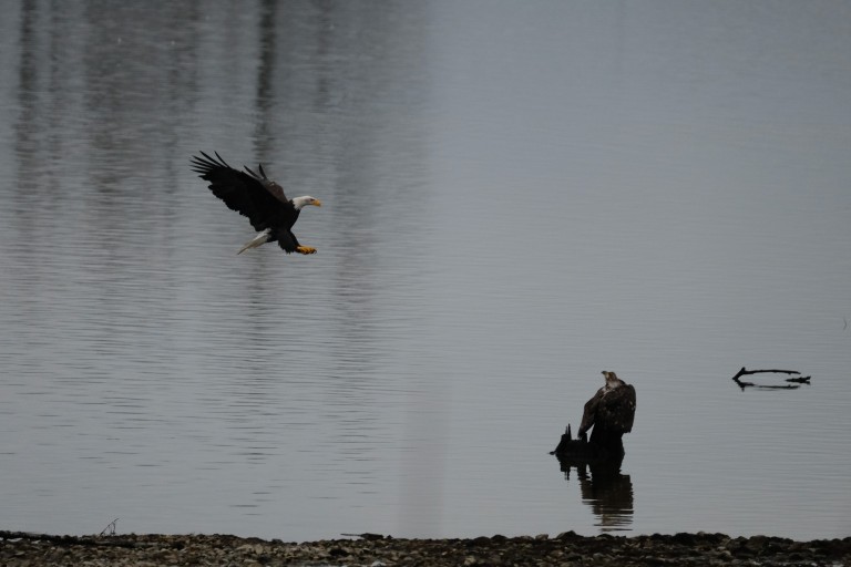 Eagles