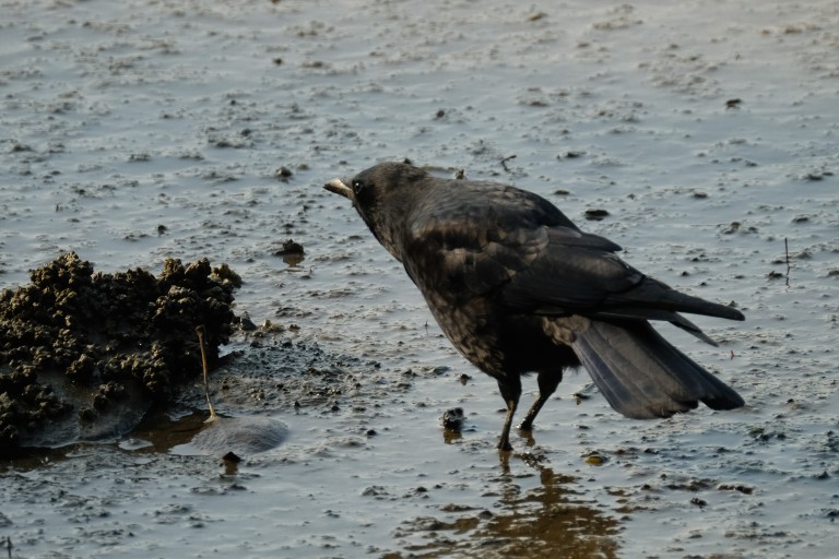 Crow