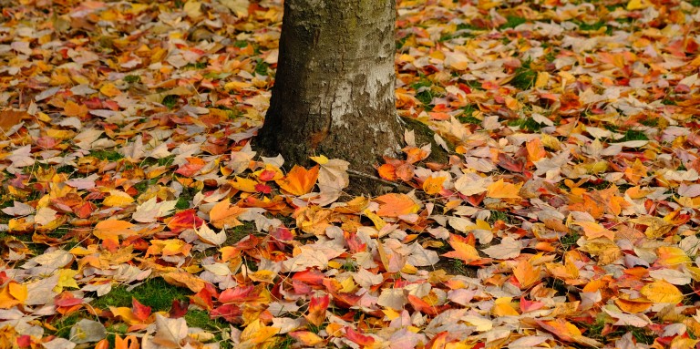 Fall