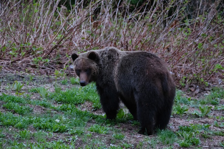 Grizzly