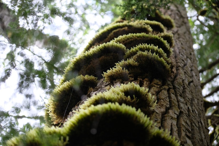 Fungi