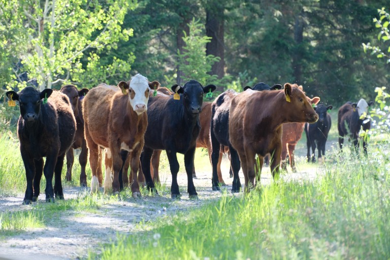 Cattle