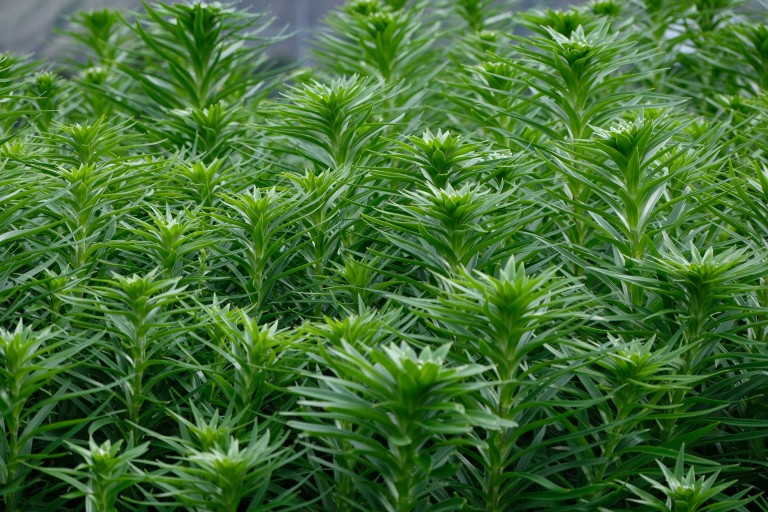 Some Plant