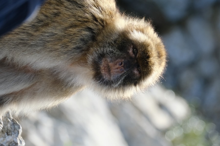 Barbary Macaque