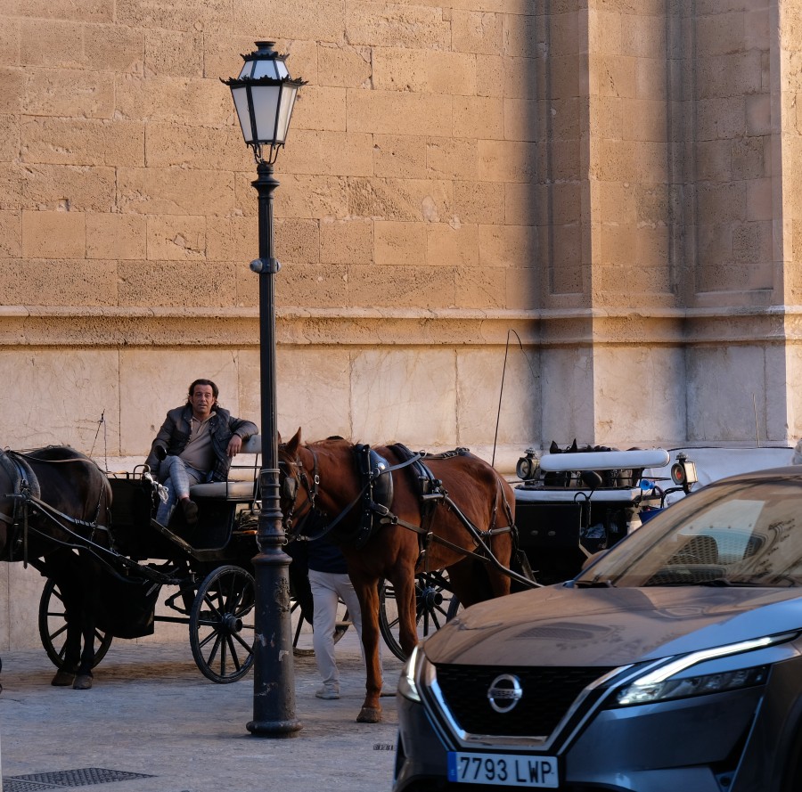 Palma Coachman
