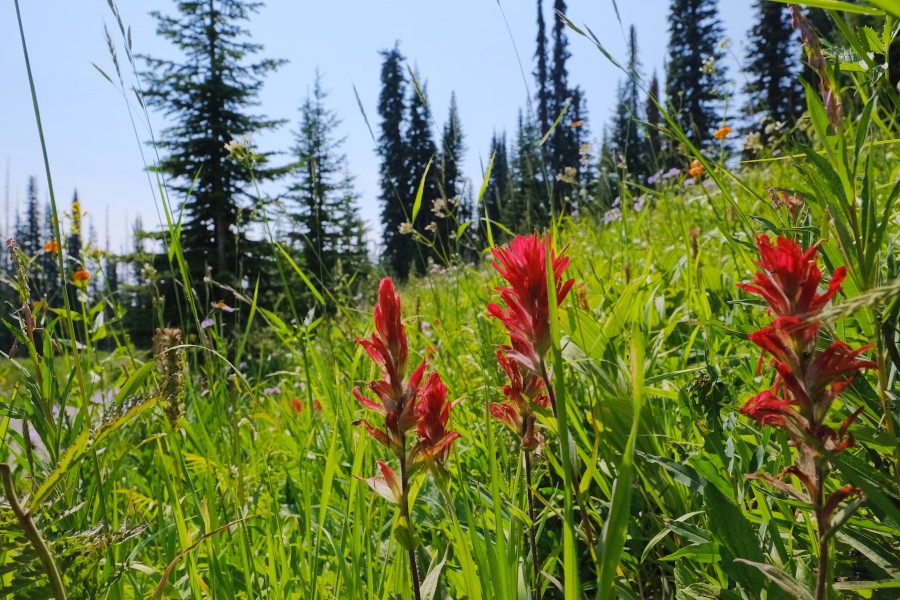 Fireweed