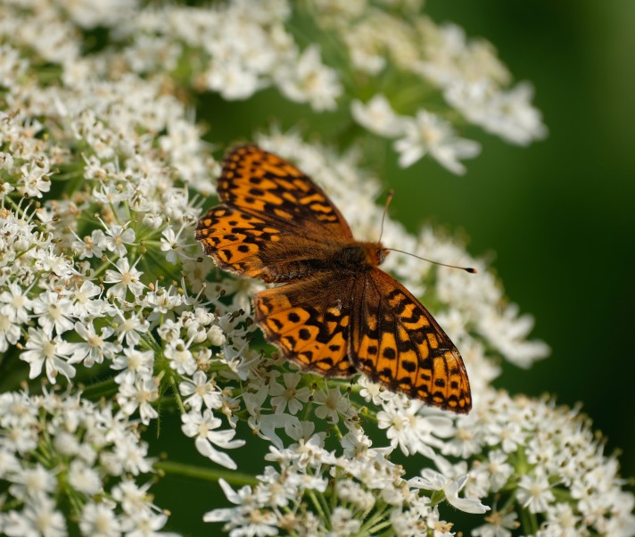Fritillary
