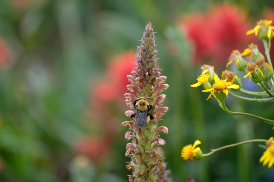 Bee