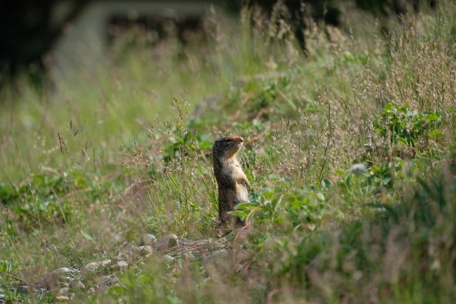 Ground Squirrel