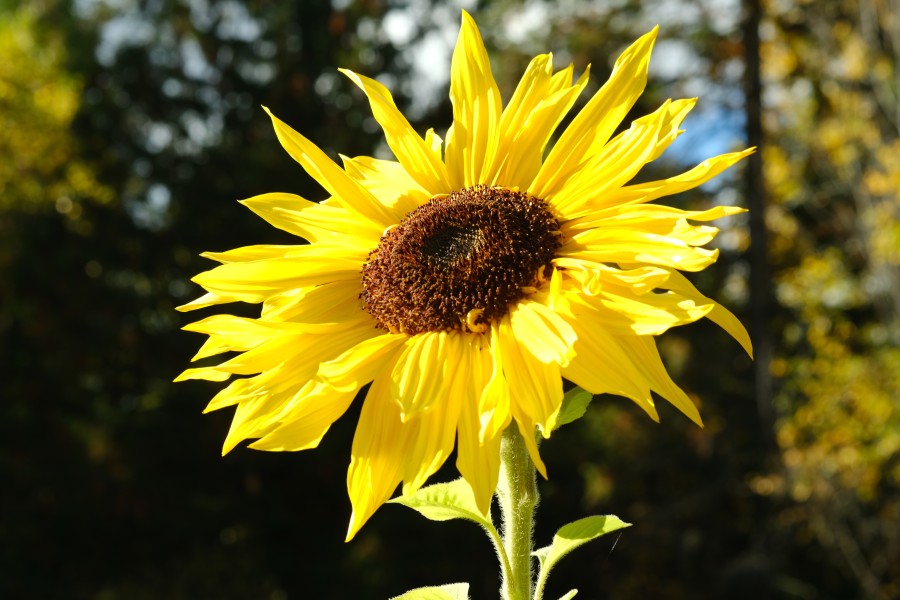 Sunflower
