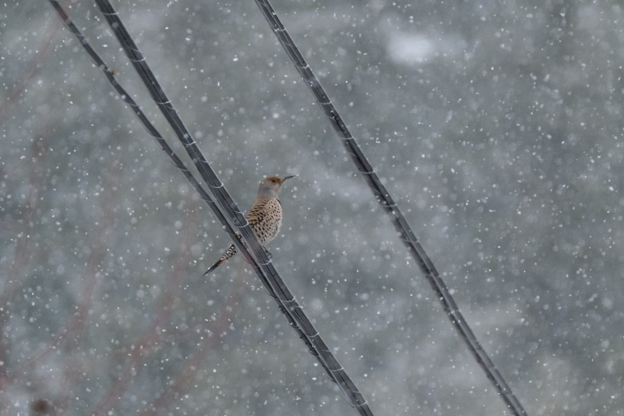 Northern Flicker
