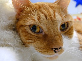 benny