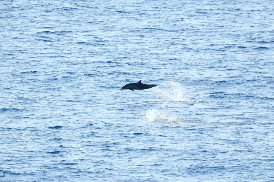 Dolphin
