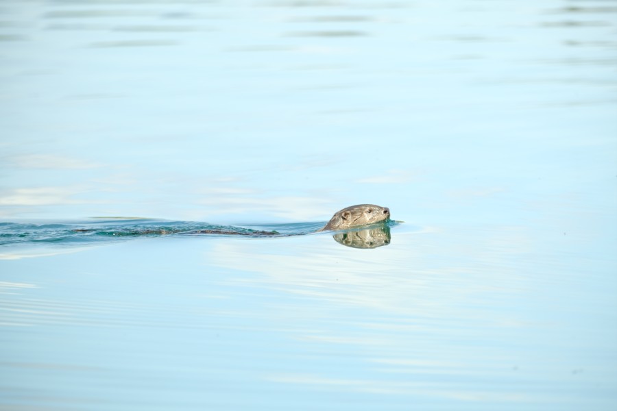 River Otter
