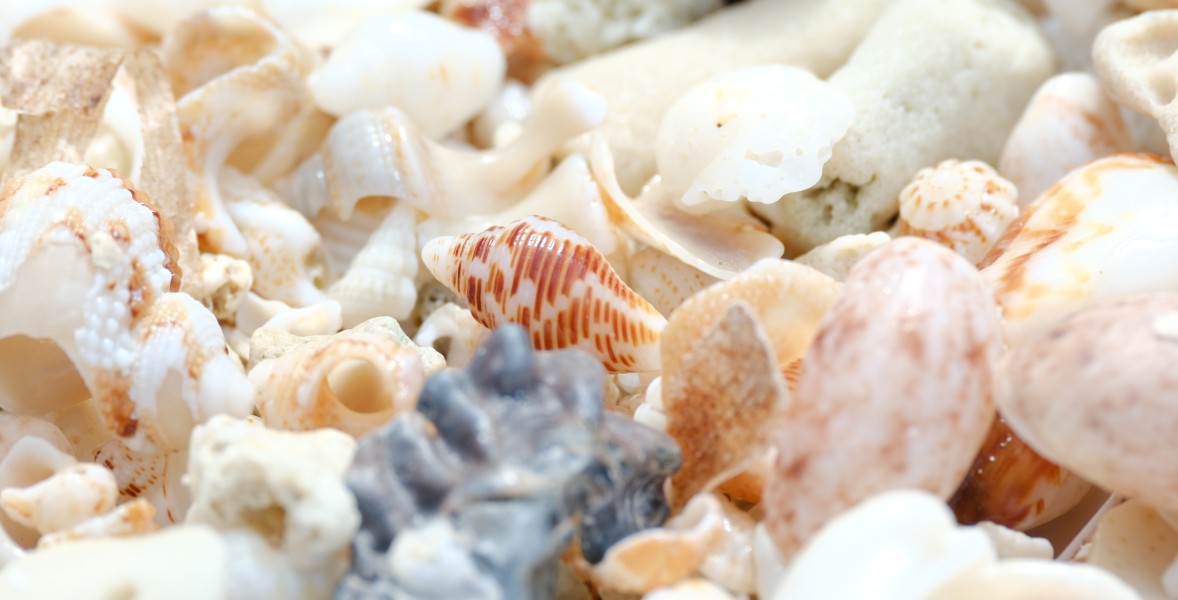 Shells
