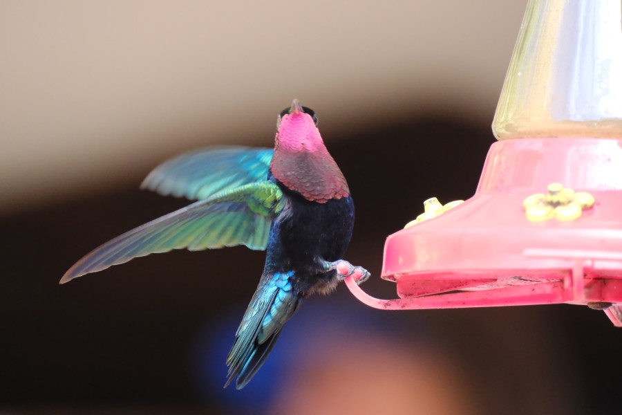 Hummingbird