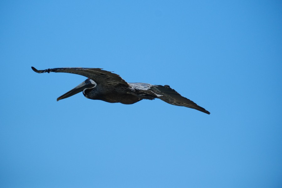 Pelican