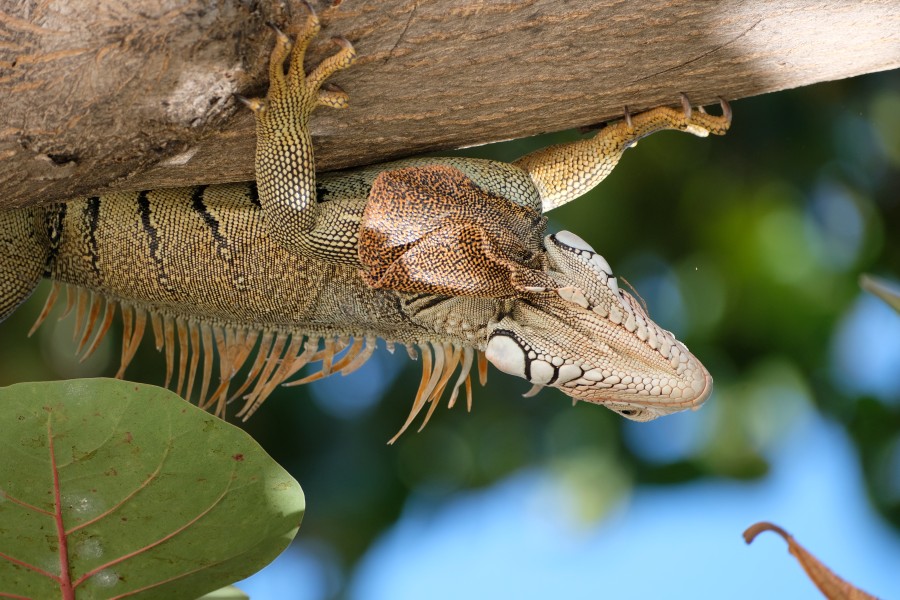 Iguana