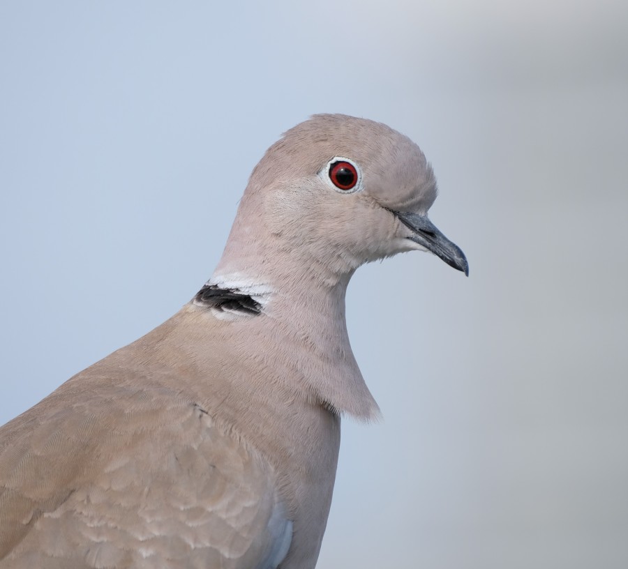 Dove