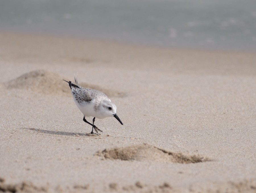 Sanderling