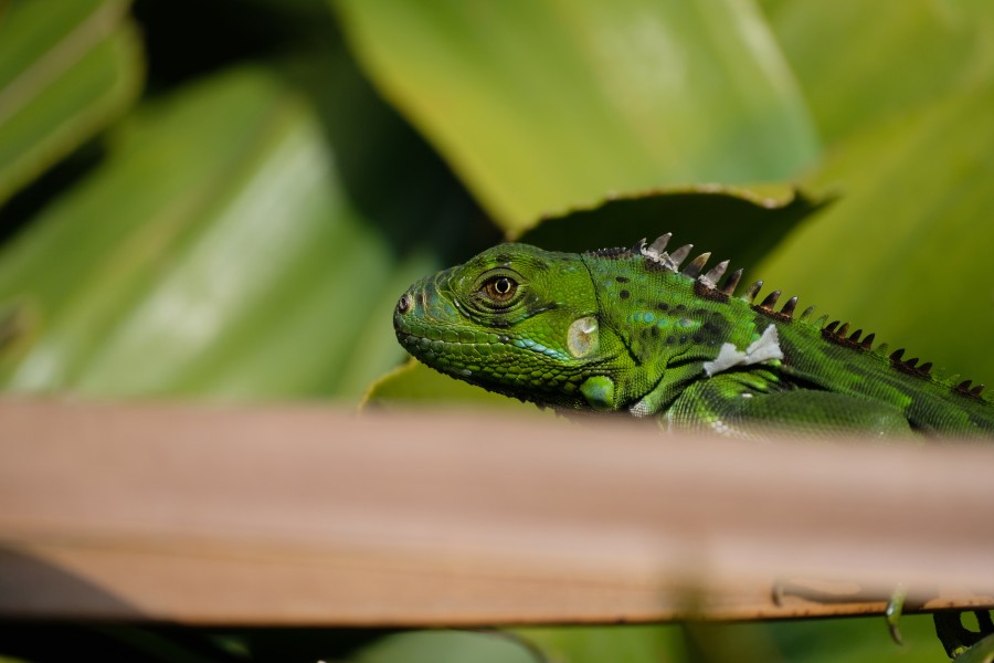 Iguana