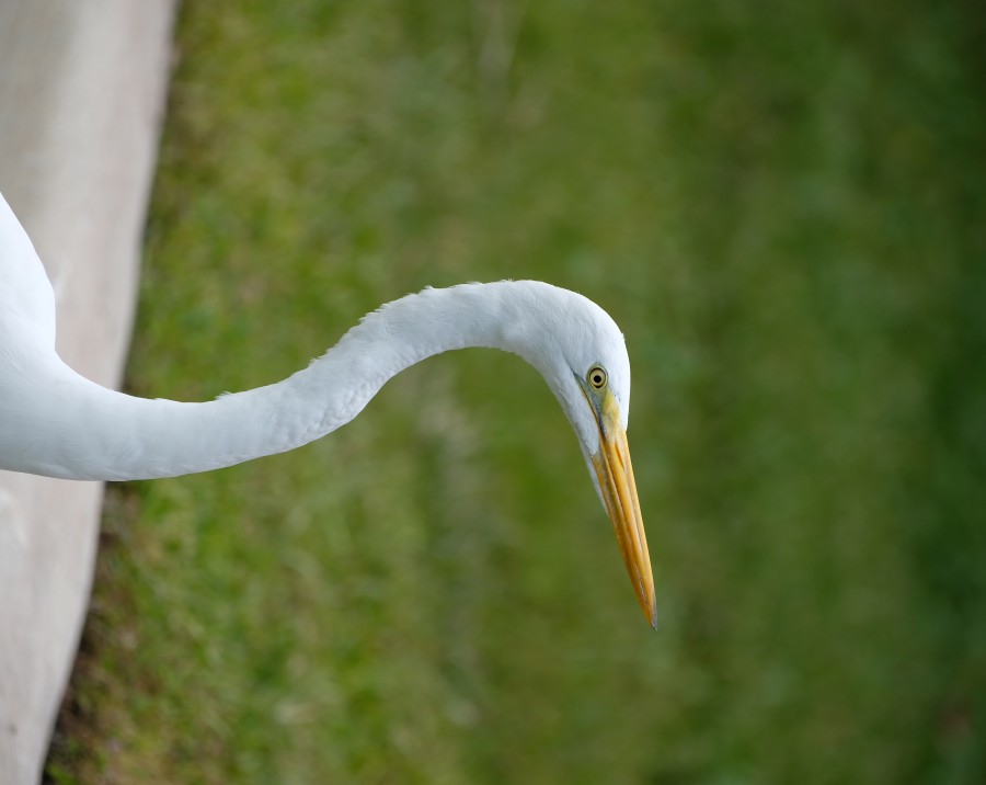Egret