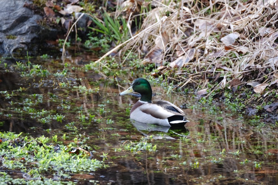 Mallard